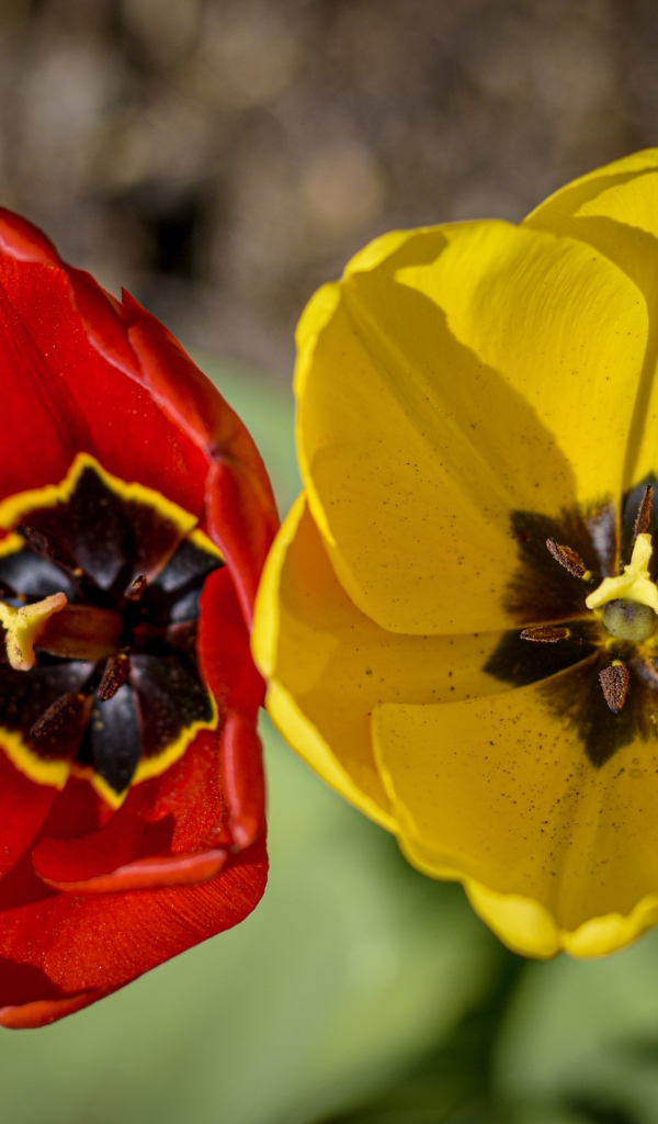 Желтый и красный тюльпаны в лучах солнца 