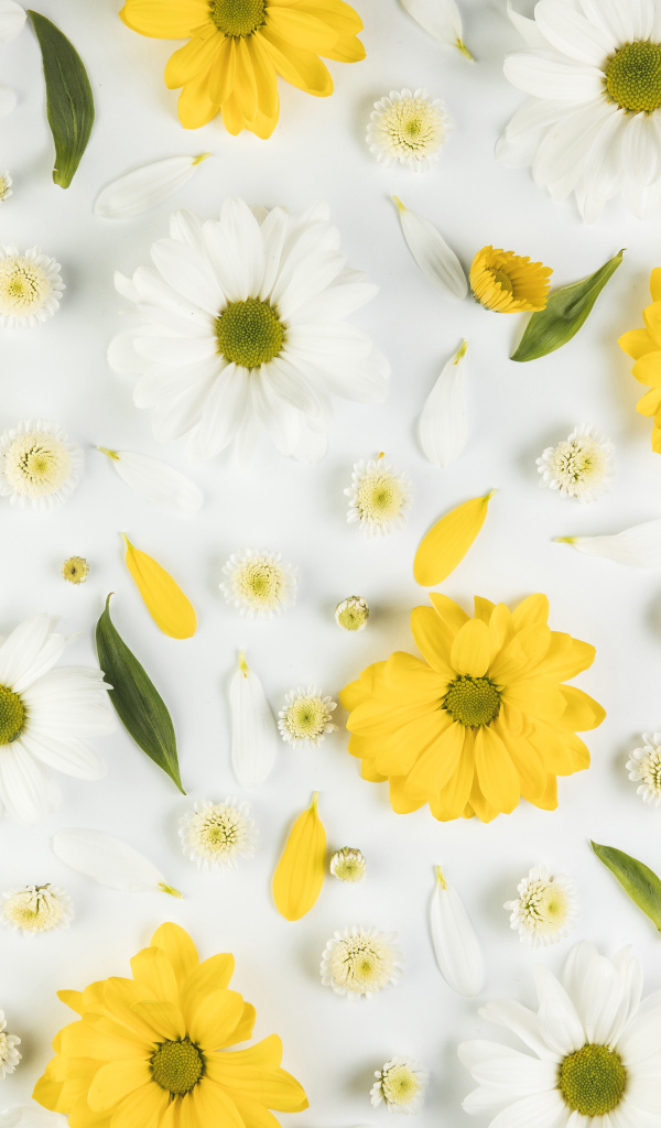 Желтые и белые хризантемы на белом фоне