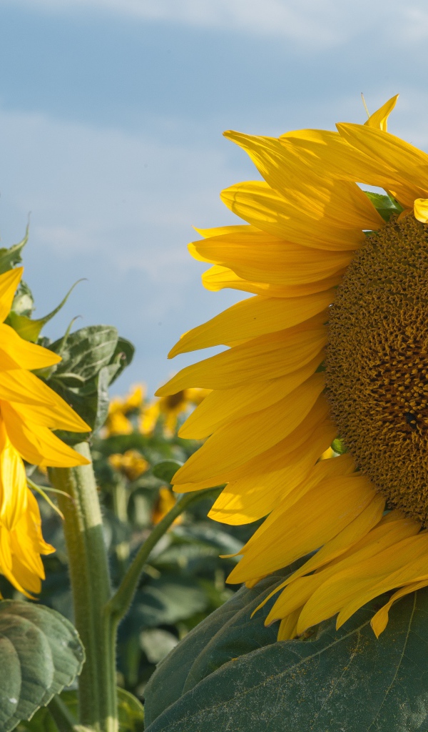 Желтые большие цветы подсолнуха на поле
