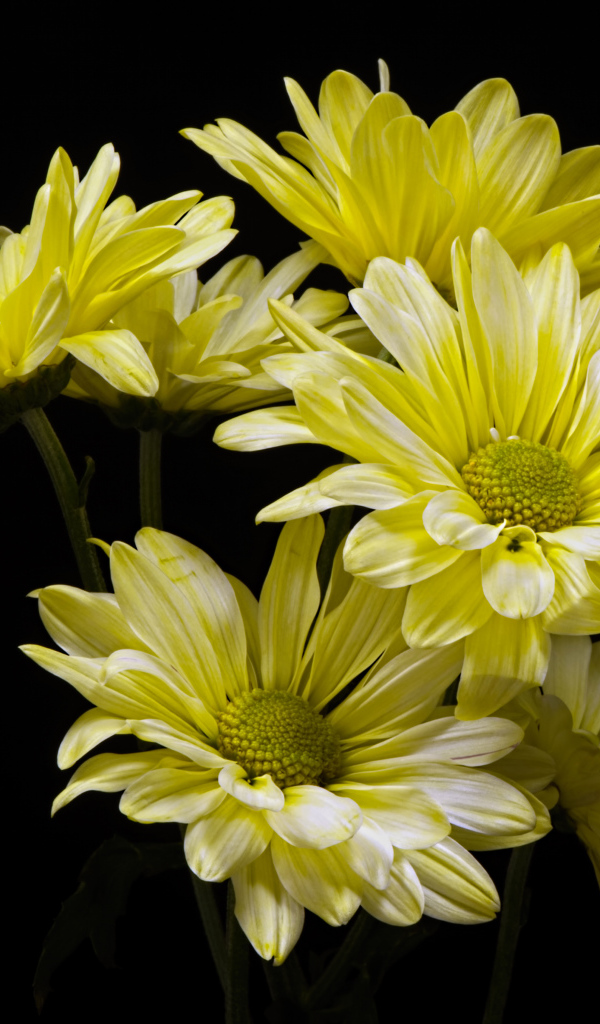Желтые ромашковидные хризантемы на черном фоне