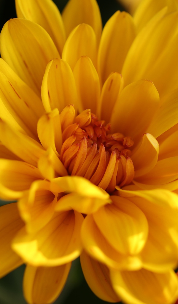 Желтые цветы хризантемы крупным планом 