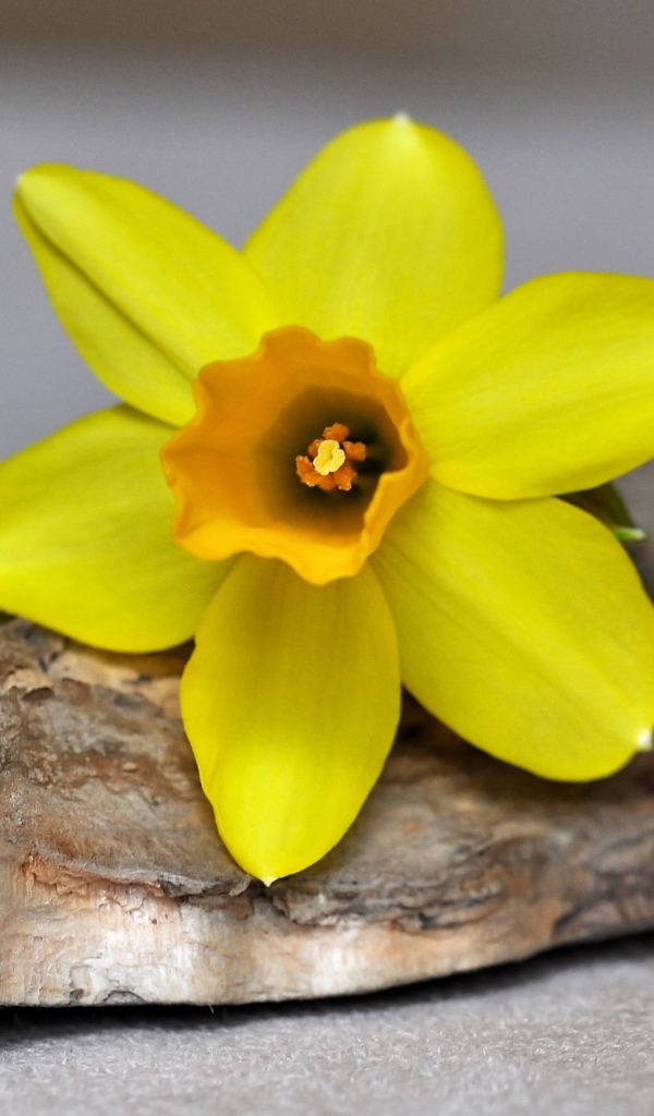 Желтый цветок нарцисса лежит на коре 