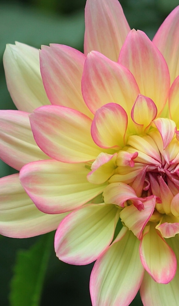 Желтая георгина с розовыми лепестками 