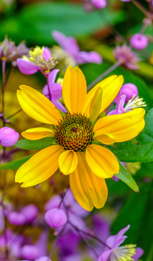 Желтый цветок на клумбе с розовыми цветами