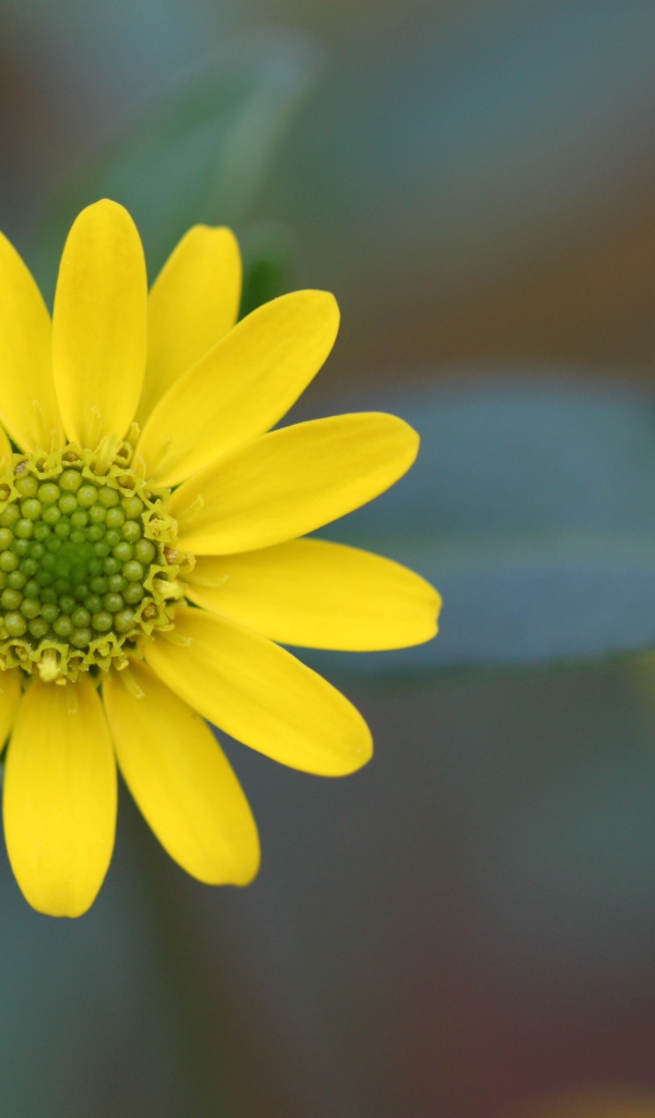 Желтый цветок на размытом фоне крупным планом