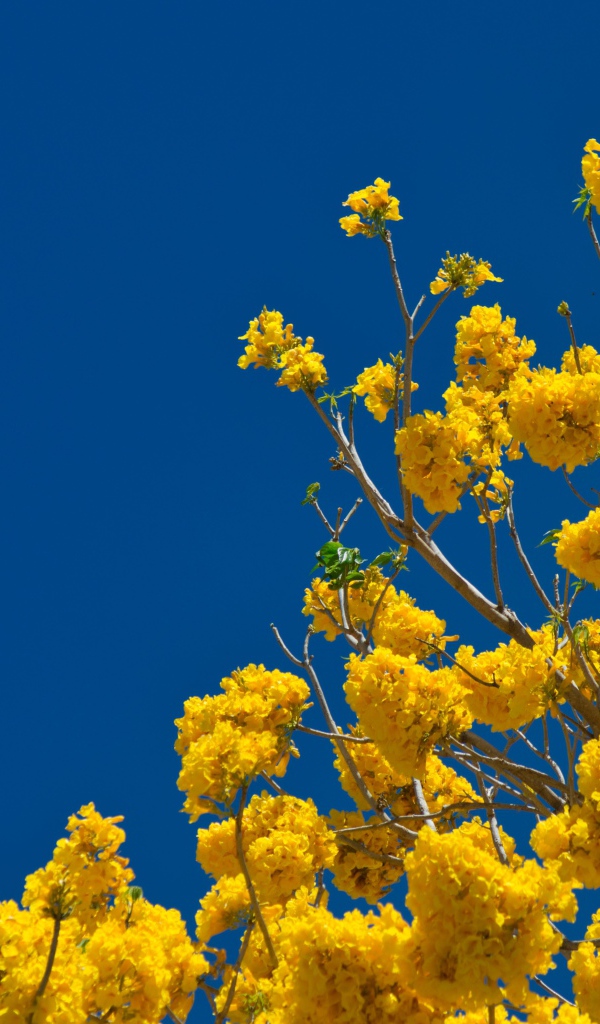 Желтые цветы на ветках дерева под голубым небом 