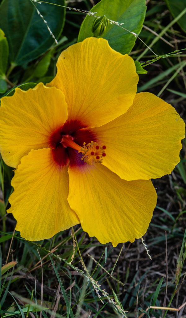 Желтый цветок гибискуса в траве 