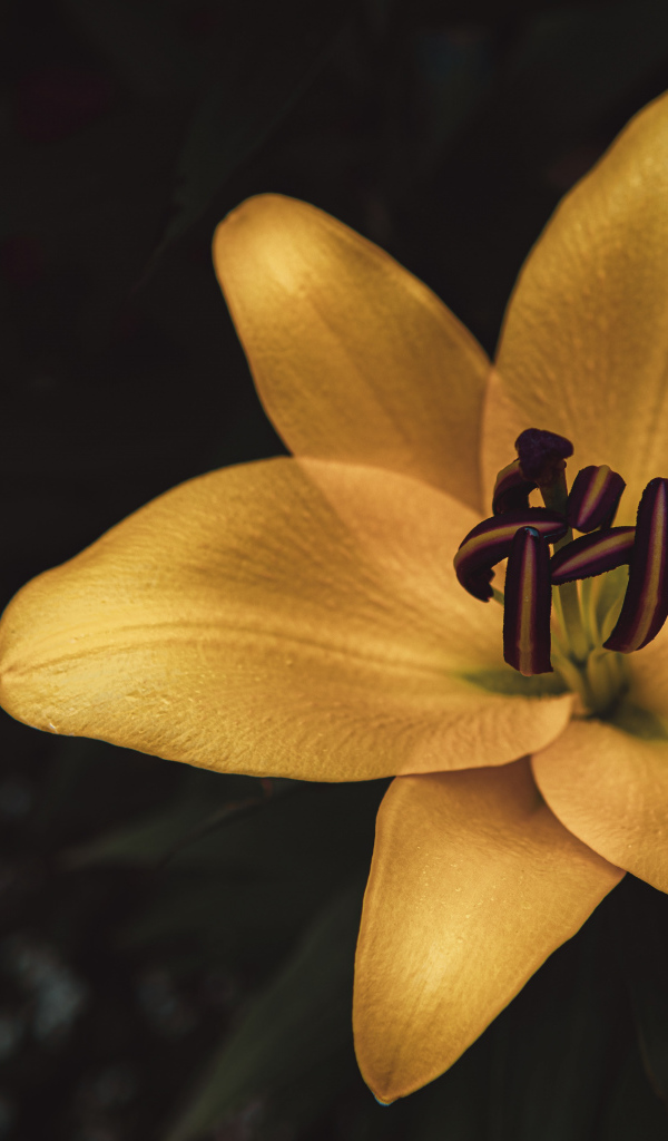 Желтая лилия крупным планом на клумбе 