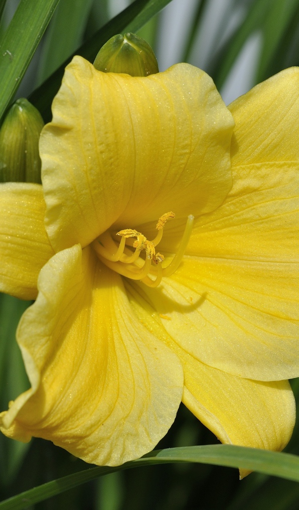 Желтый цветок лилии с бутонами в зеленых листьях 