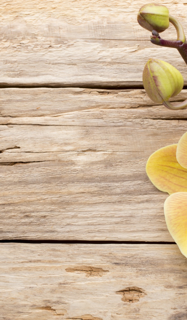 Желтая орхидея с бутонами на деревянном столе