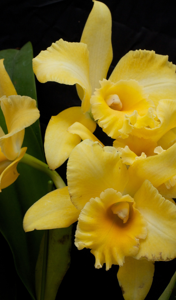 Желтые орхидеи с зелеными листьями на черном фоне