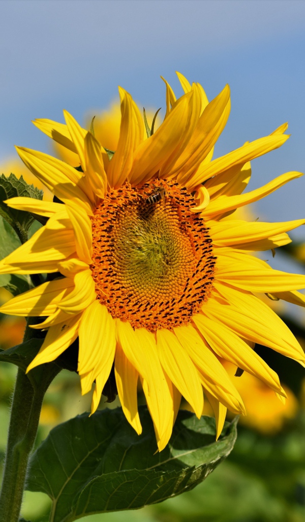 Yellow petals of sunflower with green leaves on the field in summer