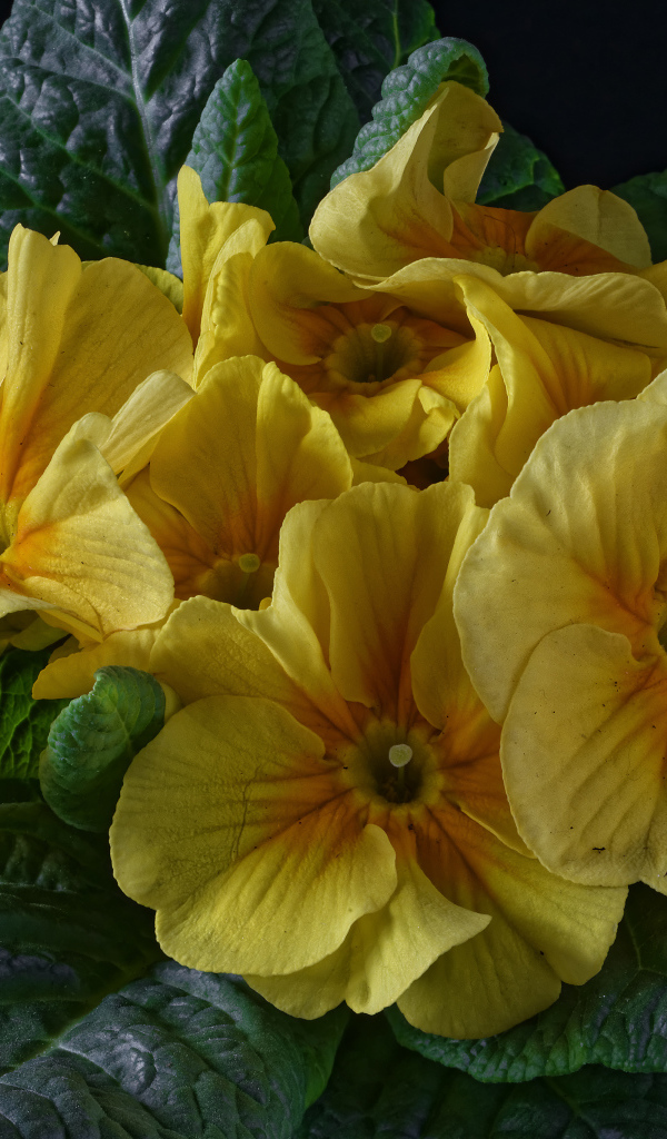 Желтый цветок примула с большими зелеными листьями 