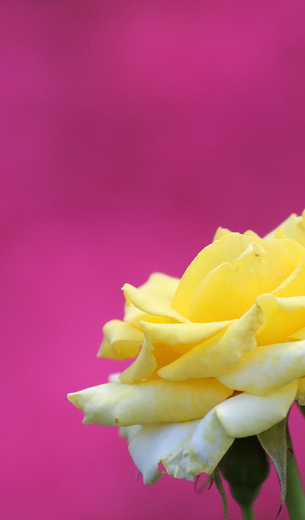 Цветок желтой розы на розовом фоне 