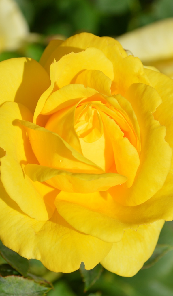 Желтые розы крупным планом на клумбе 