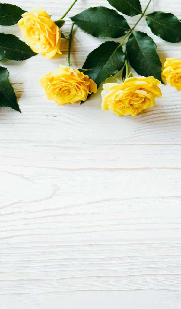 Желтые розы с большими зелеными листьями на белом фоне