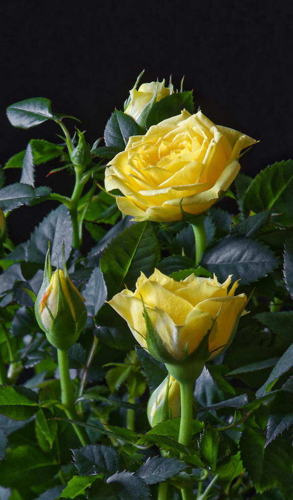 Желтые розы с бутонами в зеленых листьях на черном фоне