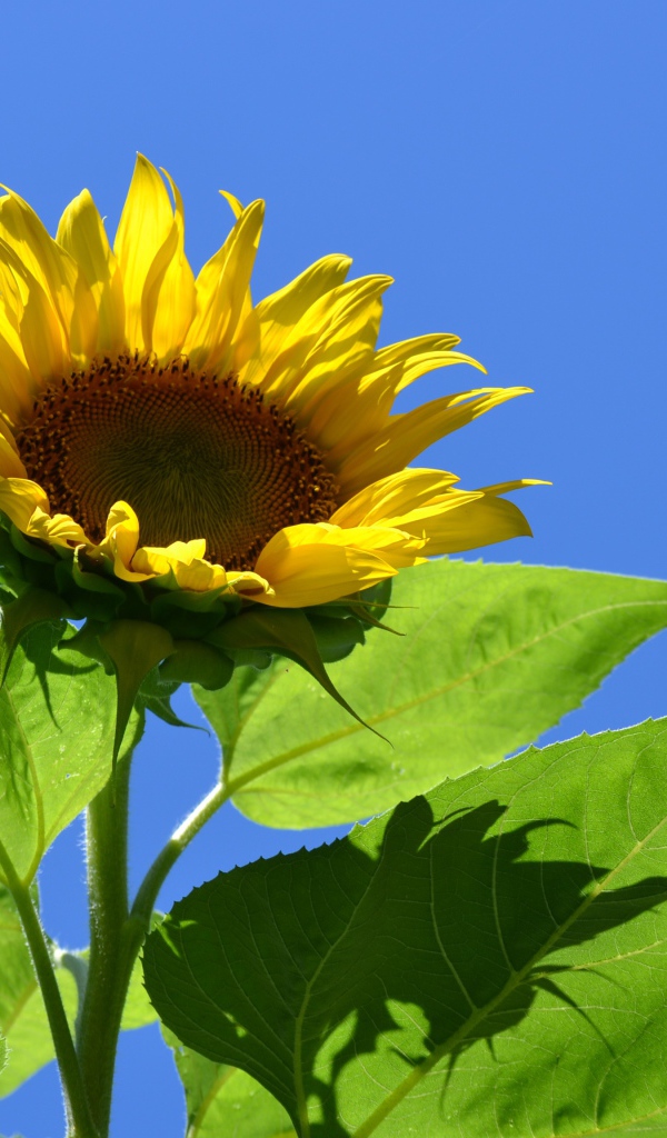 Желтый цветок подсолнуха в лучах солнца на фоне голубого неба