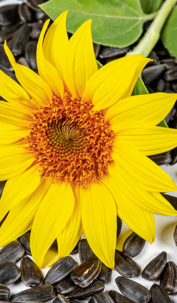 Желтый цветок подсолнуха с семечками