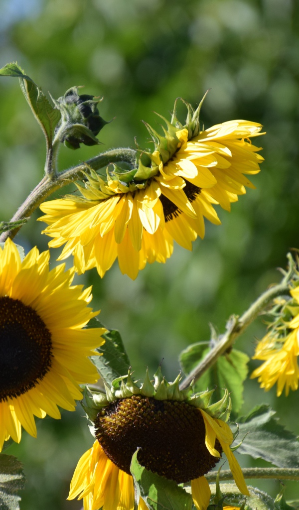 Желтые цветы подсолнуха в лучах солнца 
