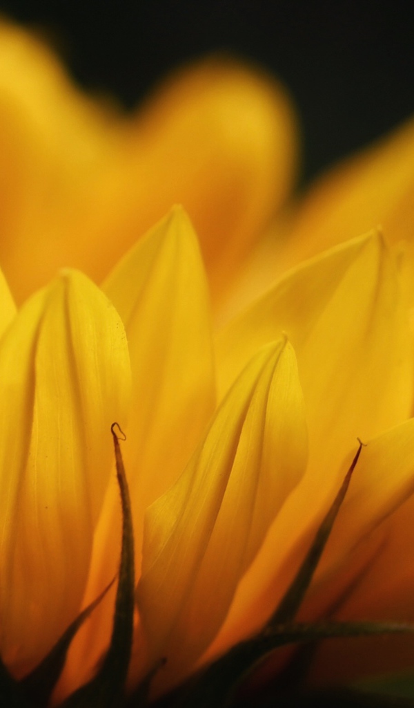 Желтые лепестки подсолнуха крупным планом