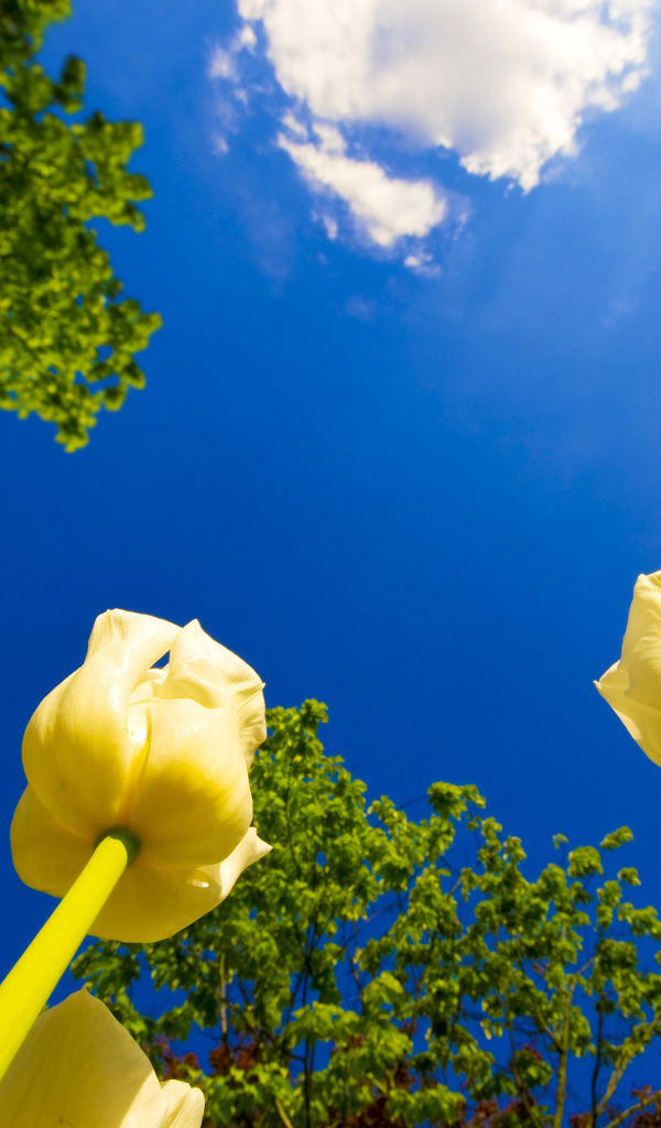 Желтые тюльпаны под ясным голубым небом 