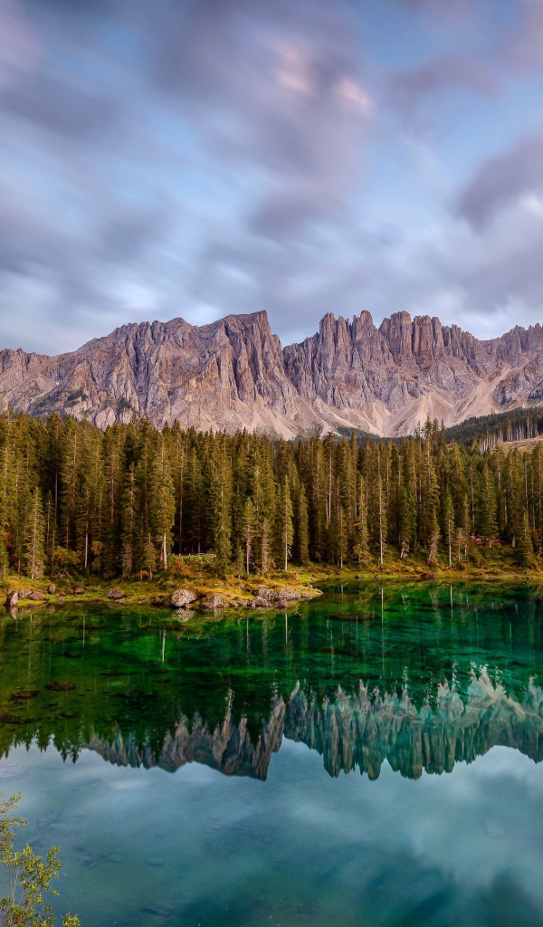 Красивый лесной пейзаж у озера 
