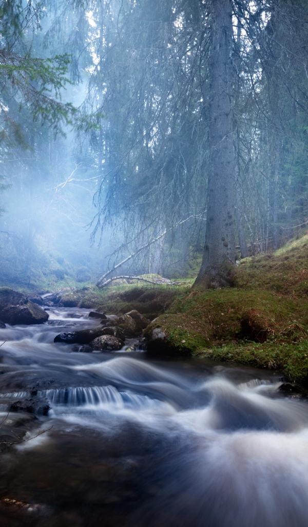 Быстрый ручей в хвойном лесу в тумане
