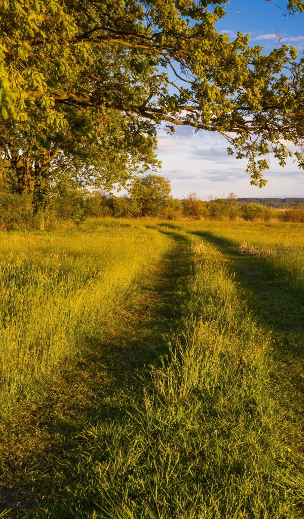 Покрытая травой дорога в лесу 