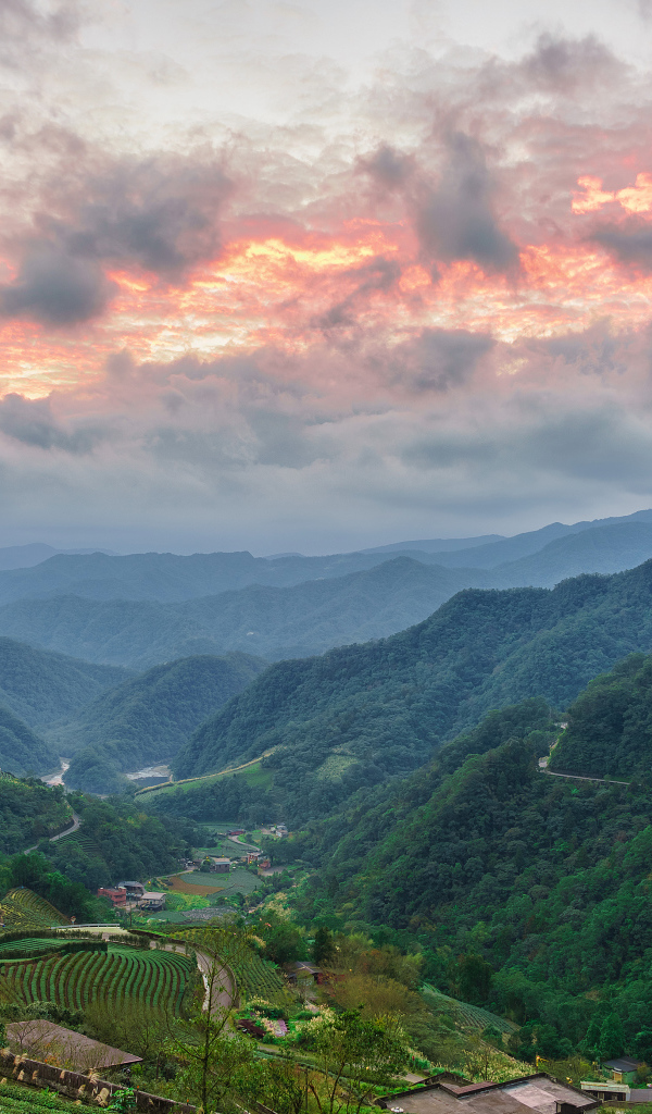 Зеленые заросли леса под красивым небом на закате 