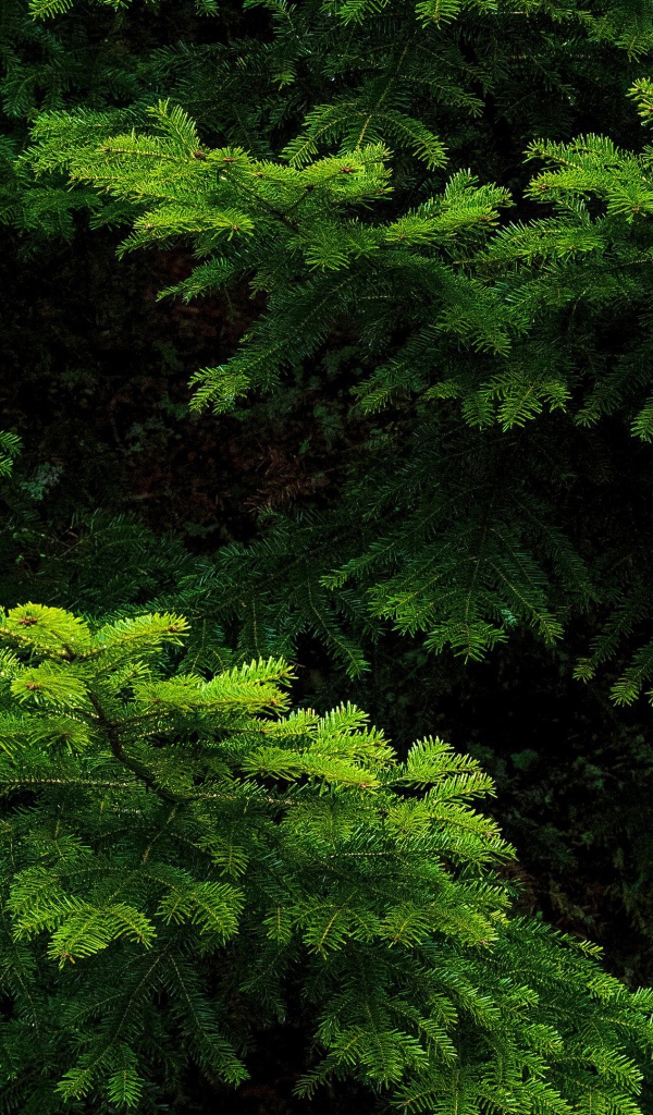 Зеленые еловые ветки крупным планом