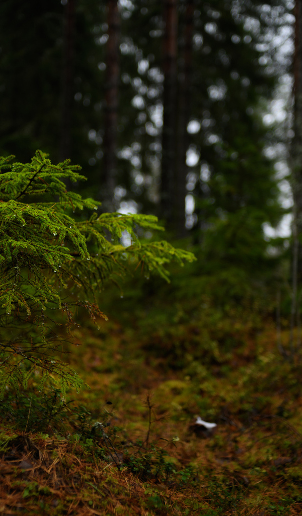 Маленькая ель в хвойном лесу 