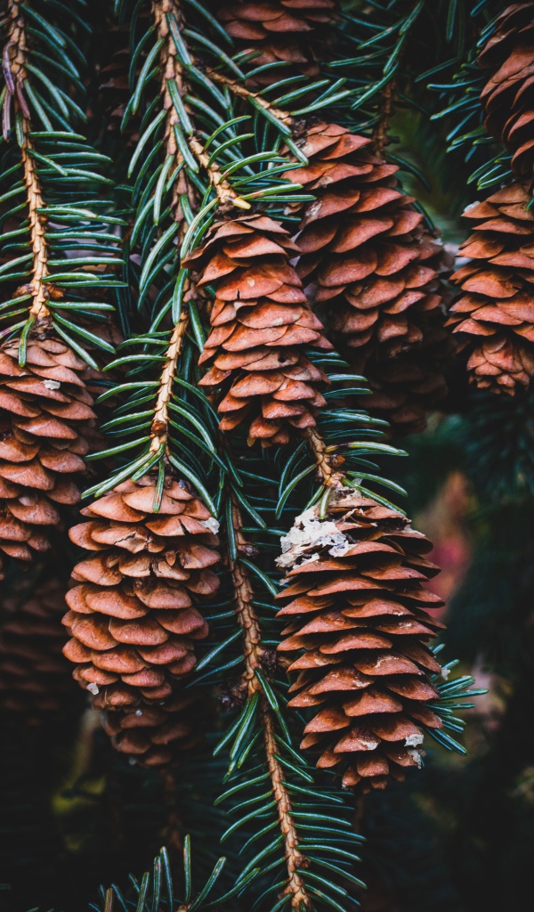 Много шишек на ветке зеленой ели 