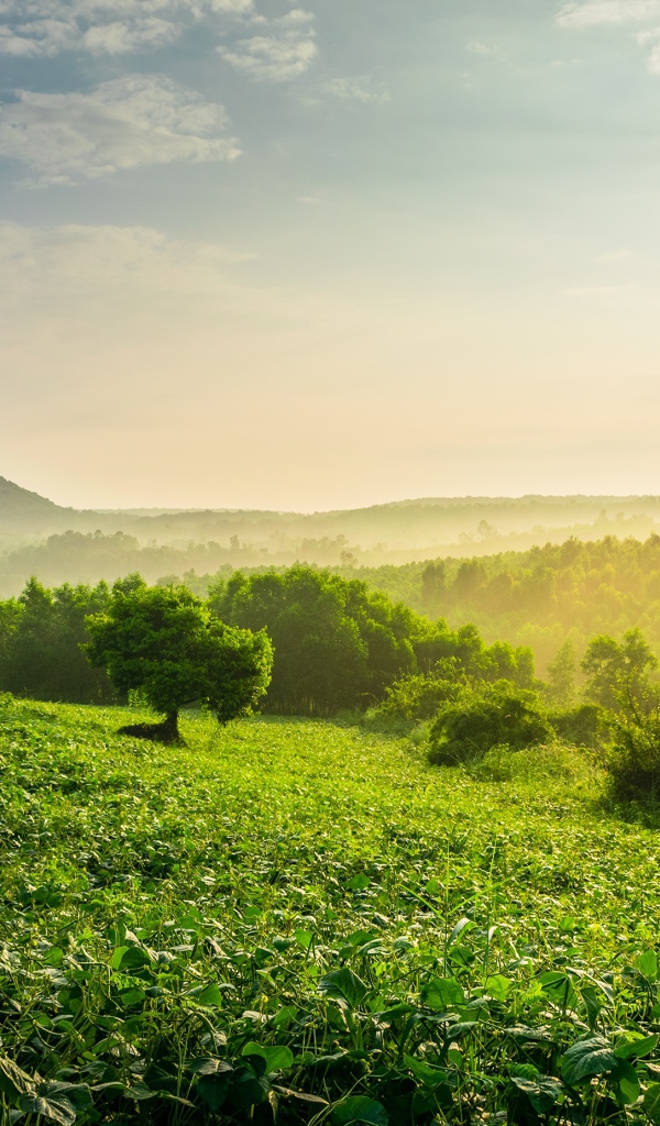 Туман окутал зеленые заросли леса на рассвете