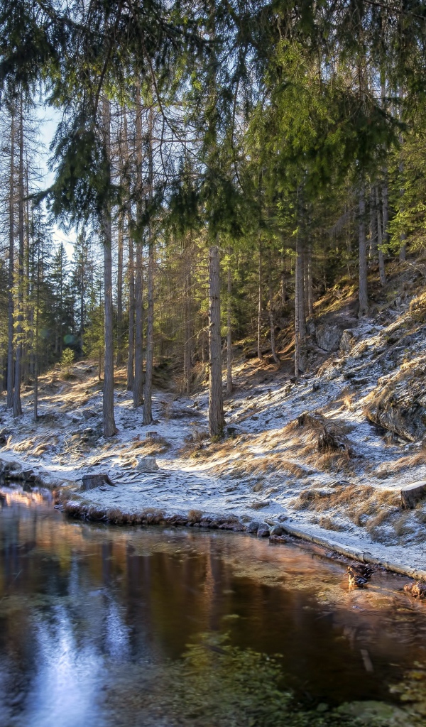 Берега реки в сосновом лесу покрыты морозом 