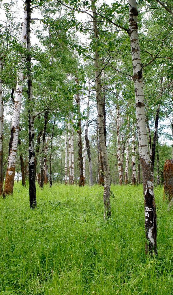 Стройные белые березы с зеленой травой