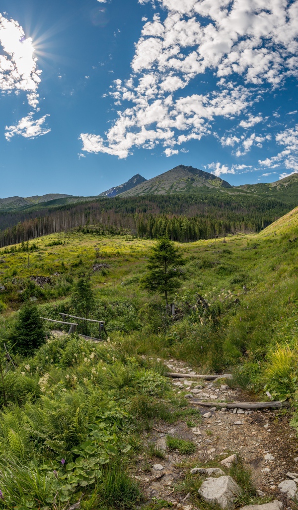 Красивая зеленая природа у гор под голубым небом