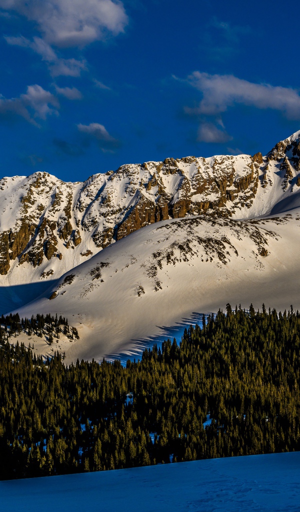 Зеленый лес на покрытых снегом горах 