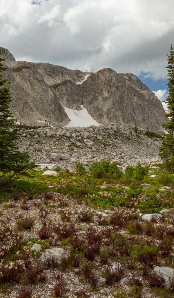 Ели у подножия каменных гор под небом с белыми облаками