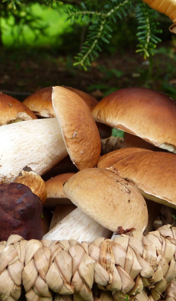 A basket of mushrooms stands on the grass in the forest
