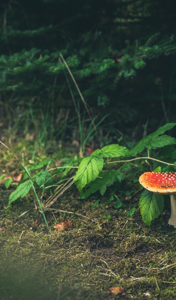 Гриб мухомор растет под зелеными листьями