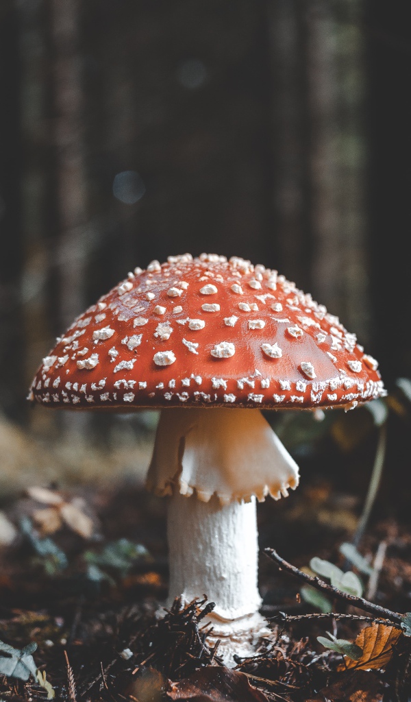 Красный гриб мухомор в холодном осеннем лесу 