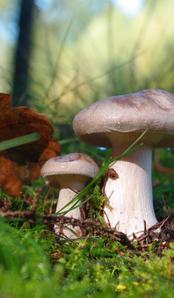 Красивые лесные грибы на покрытой мхом земле 