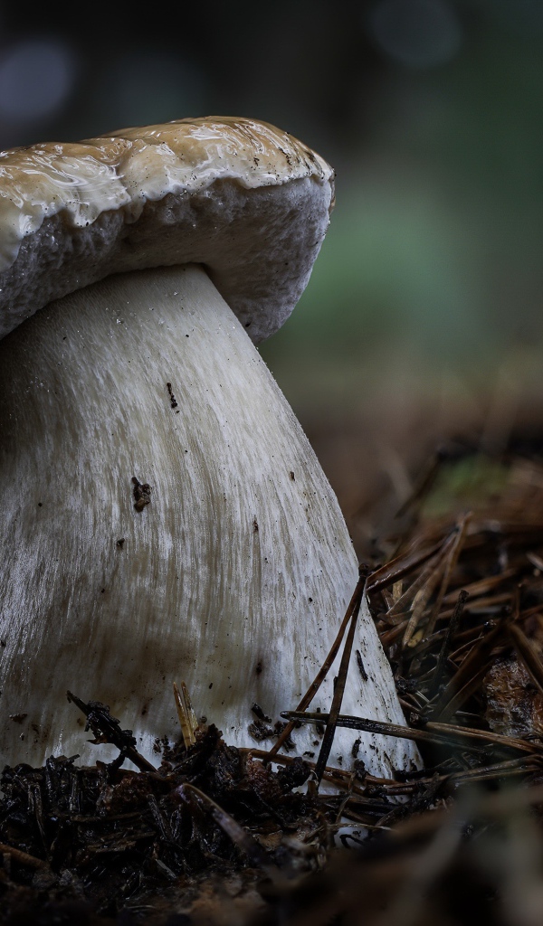 Большой белый гриб на земле в хвойном лесу 