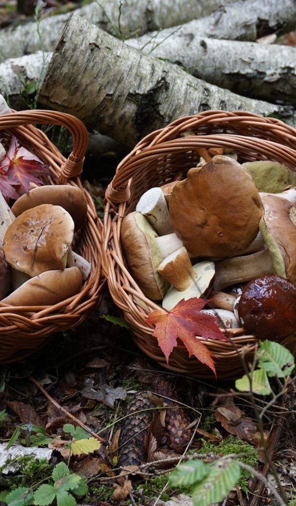 Лесные грибы в корзинках на земле