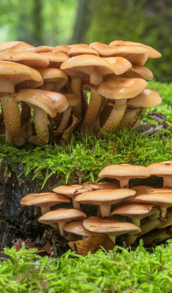 Лесные грибы на покрытой мхом земле