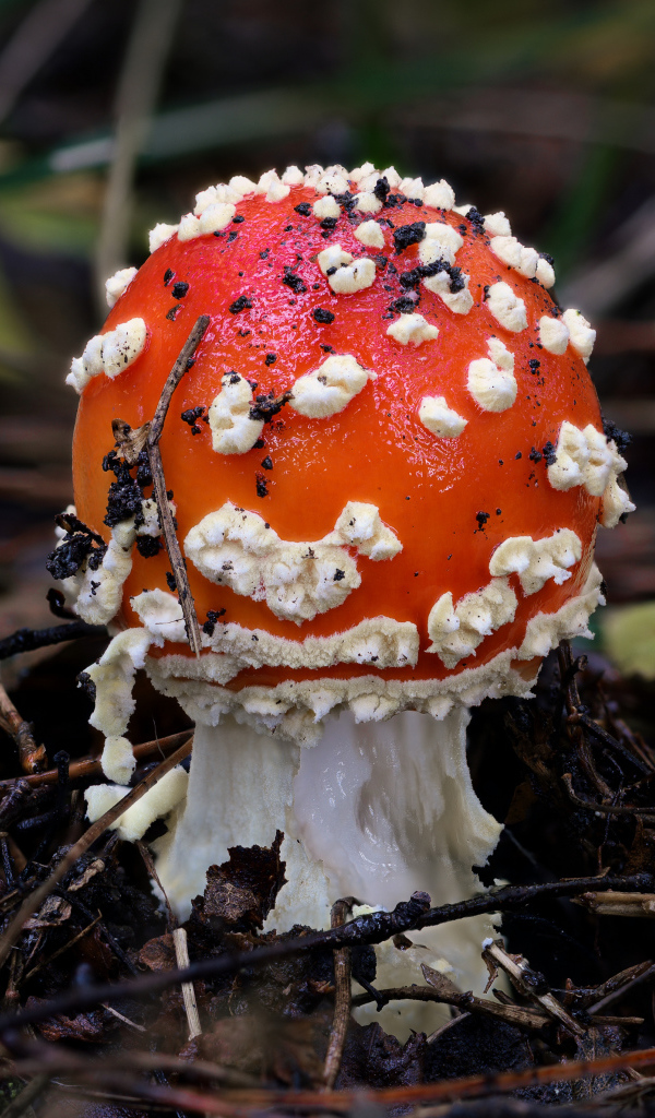 Маленький мухомор в лесу