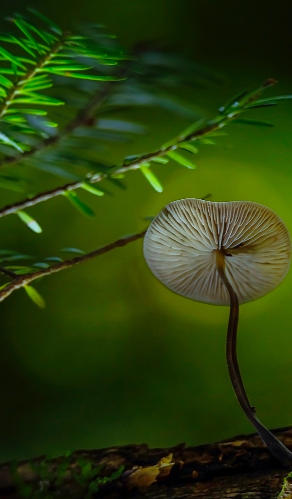 Маленький гриб поганка растет на сухом дереве 