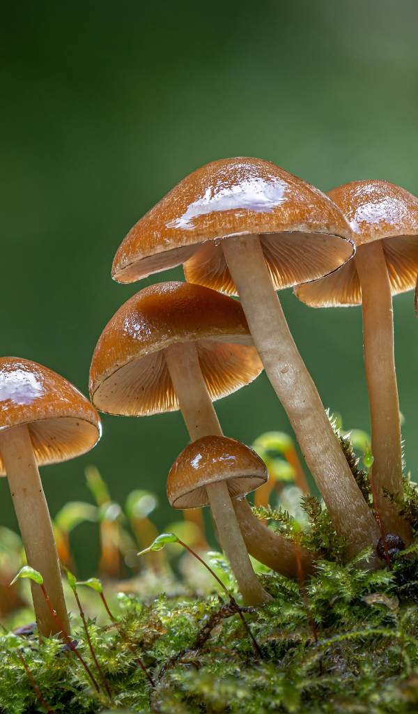 Маленькие грибы поганки на покрытой мхом земле 