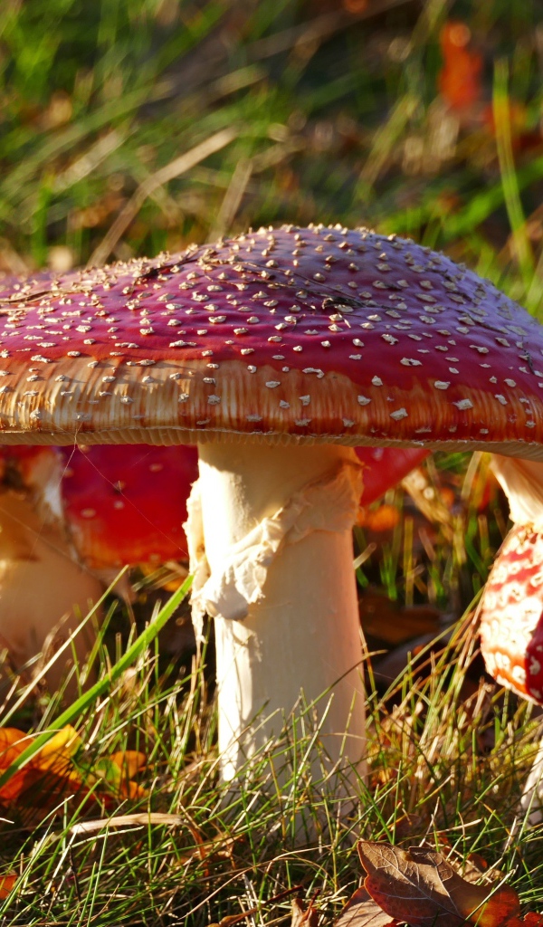 Много красных мухоморов на траве в лучах солнца